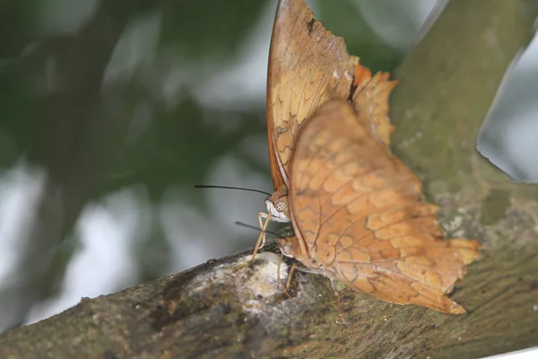 Közelről Pillangó Tölgyfa Vagy Döglött Levél Pillangó — Stock Fotó
