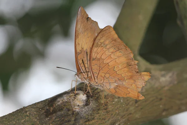 Schmetterling Eichenblatt Oder Abgestorbener Schmetterling Aus Nächster Nähe — Stockfoto