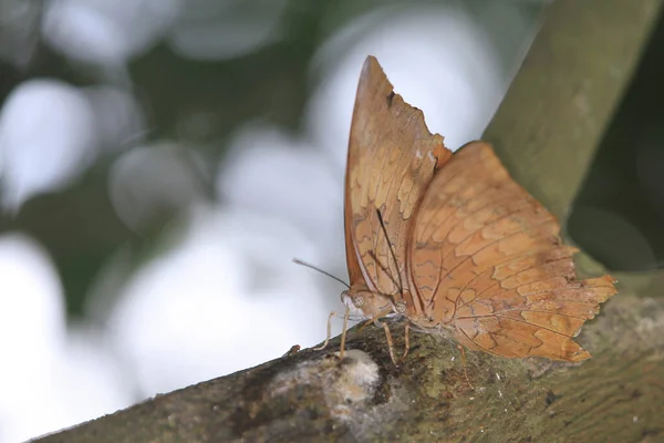 Close Butterfly Oakleaf Dead Leaf Butterfly — Stock Photo, Image