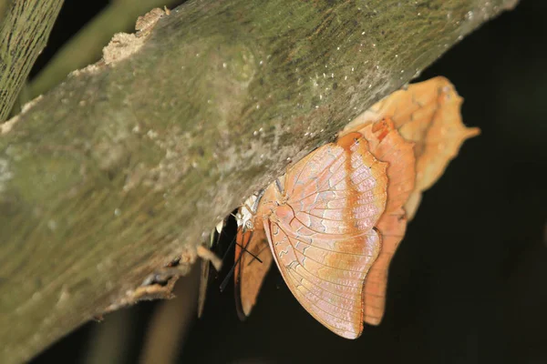 Kelebek Yaprak Ölü Yaprak Kelebeğini Kapat — Stok fotoğraf