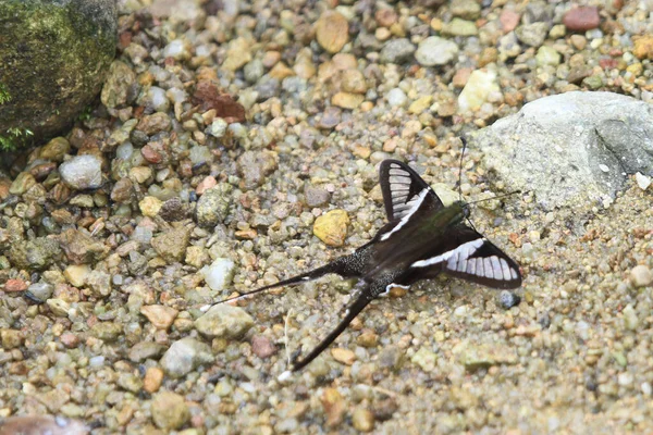 Dragontail Lamproptera Curius Curius Uma Espécie Borboleta Família Asteraceae — Fotografia de Stock