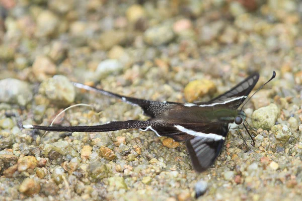 Ejderha Kuyruklu Lamproptera Curius Kırlangıç Kelebeğinin Bir Türüdür — Stok fotoğraf