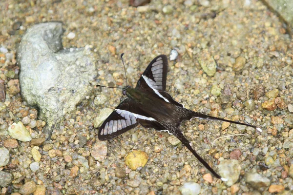 Dragontail Lamproptera Curius Curius Είναι Ένα Είδος Πεταλούδας Που Καταπίνει — Φωτογραφία Αρχείου