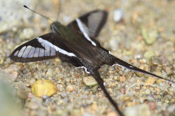 Dragontail Lamproptera Curius Curius Uma Espécie Borboleta Família Asteraceae — Fotografia de Stock