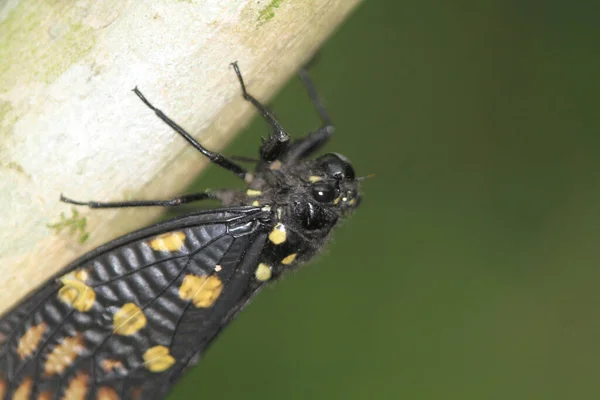 Ağaç Gövdesindeki Ağustos Böceğinin Döküm Işlemini Kapat — Stok fotoğraf