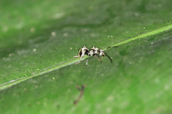 Μαύρο Μυρμήγκι Στο Στέλεχος Έννοια Της Φύσης — Φωτογραφία Αρχείου