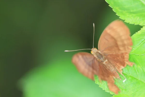 나뭇잎 위에서 수분을 나비의 — 스톡 사진
