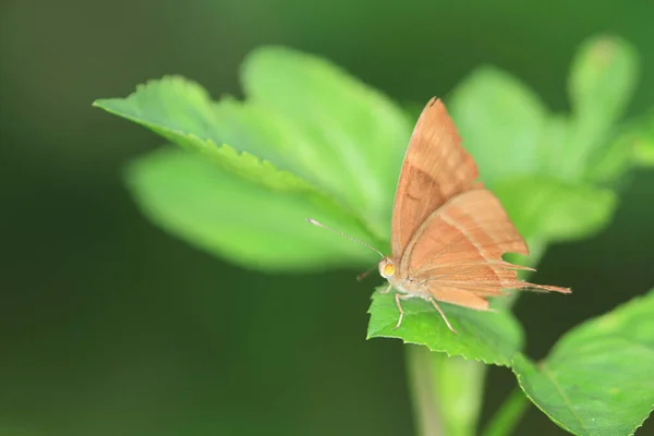 Κοντινό Πλάνο Της Πεταλούδας Επικονίασης Φύλλα — Φωτογραφία Αρχείου
