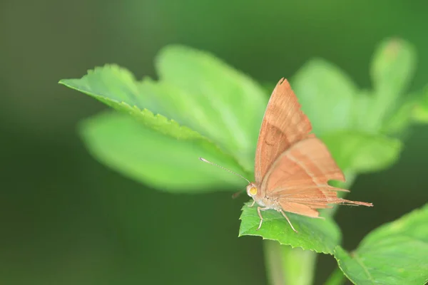 Die Nahaufnahme Der Schmetterlinge Die Auf Dem Blatt Bestäuben — Stockfoto