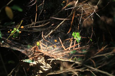 10 Mayıs 2011 Güzel Doğa, Pichic Körfezi manzarası