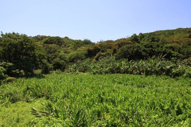 10 Mayıs 2011 Tarlalı bir çiftçi tarlasında bitkilerin sıraları