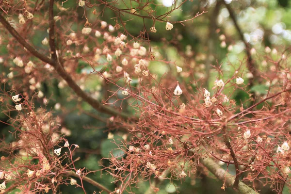 10 Mayıs 2011 Güzel Doğa, Pichic Körfezi manzarası