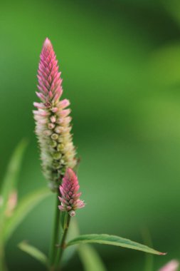 Celosia pembe ve beyaz çiçeği, horoz ibiği olarak da bilinir, Anise hyssop celosia, flamingo tüyü,