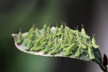 Yaprağın üzerinde çekirge dolu, doğa kavramı.