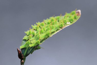 Yaprağın üzerinde çekirge dolu, doğa kavramı.