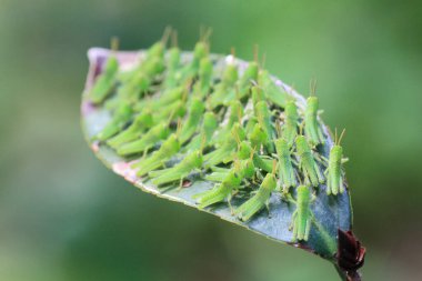 Yaprağın üzerinde çekirge dolu, doğa kavramı.