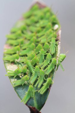 Yaprağın üzerinde çekirge dolu, doğa kavramı.