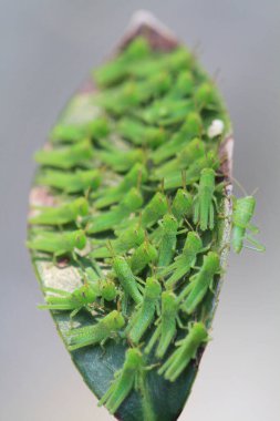 Yaprağın üzerinde çekirge dolu, doğa kavramı.