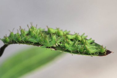 Yaprağın üzerinde çekirge dolu, doğa kavramı.