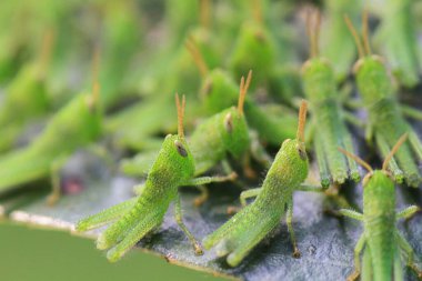 Yaprağın üzerinde çekirge dolu, doğa kavramı.