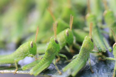 Yaprağın üzerinde çekirge dolu, doğa kavramı.