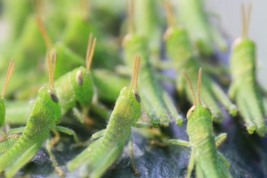 Yaprağın üzerinde çekirge dolu, doğa kavramı.