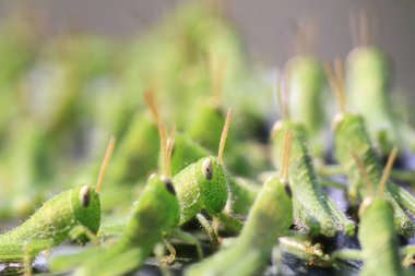 Yaprağın üzerinde çekirge dolu, doğa kavramı.