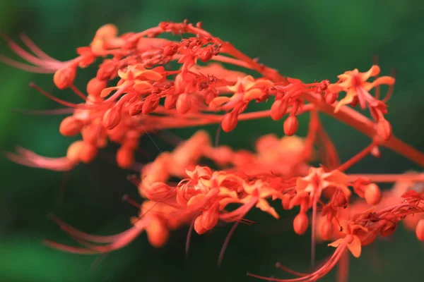 Clerodendrum Lamiaceae Familyasından Bir Bitki Cinsidir Yaygın Isimleri Ihtişamlı Çardaktır — Stok fotoğraf