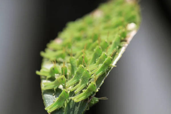 Pieno Grasshoper Sulla Foglia Concetto Natura — Foto Stock