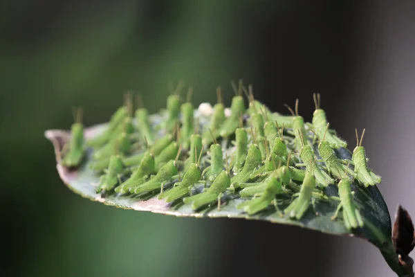 Plein Grasshoper Sur Feuille Concept Nature — Photo