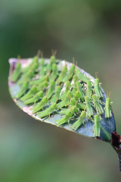 Pieno Grasshoper Sulla Foglia Concetto Natura — Foto Stock