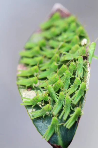 Pieno Grasshoper Sulla Foglia Concetto Natura — Foto Stock