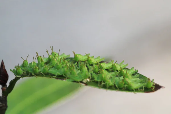 Full Grasshoper Leaf Nature Concept — Stock Photo, Image