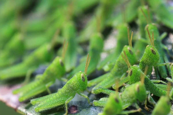 Plein Grasshoper Sur Feuille Concept Nature — Photo