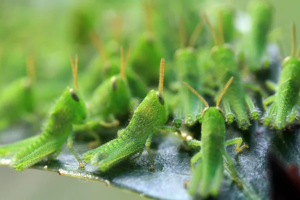 Pieno Grasshoper Sulla Foglia Concetto Natura — Foto Stock