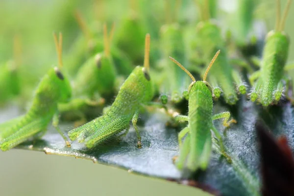 Pieno Grasshoper Sulla Foglia Concetto Natura — Foto Stock