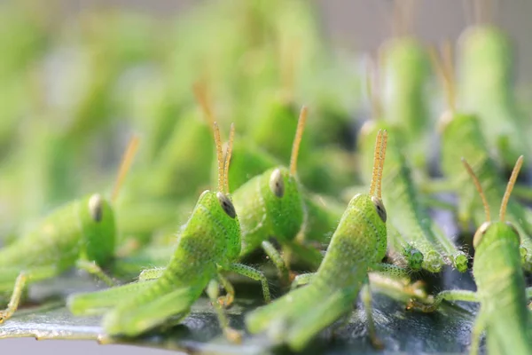 Pieno Grasshoper Sulla Foglia Concetto Natura — Foto Stock