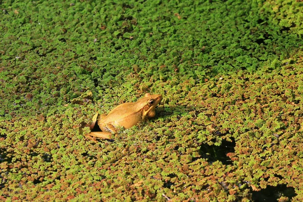 池塘里的豹蛙 动物的概念 图库照片