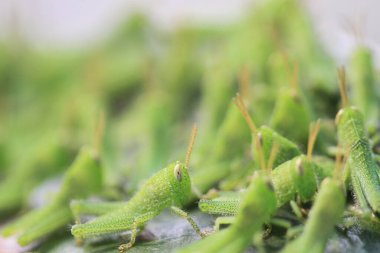 Yaprağın üzerinde çekirge dolu, doğa kavramı.