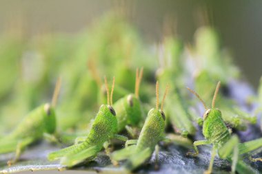 Yaprağın üzerinde çekirge dolu, doğa kavramı.