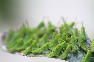 Yaprağın üzerinde çekirge dolu, doğa kavramı.