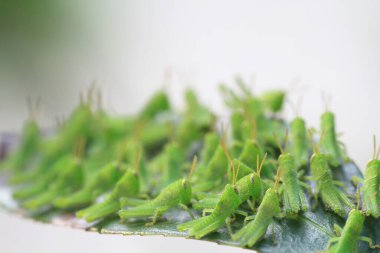 Yaprağın üzerinde çekirge dolu, doğa kavramı.