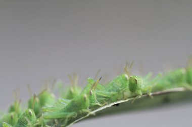 Yaprağın üzerinde çekirge dolu, doğa kavramı.