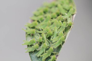 Yaprağın üzerinde çekirge dolu, doğa kavramı.