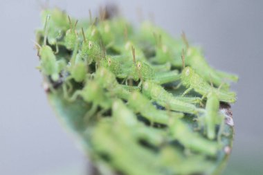 Yaprağın üzerinde çekirge dolu, doğa kavramı.