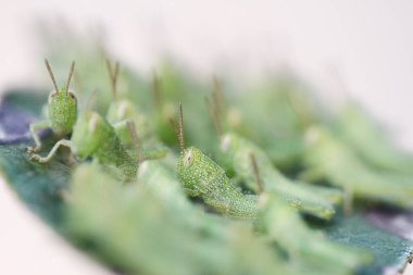 Yaprağın üzerinde çekirge dolu, doğa kavramı.