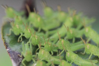 Yaprağın üzerinde çekirge dolu, doğa kavramı.