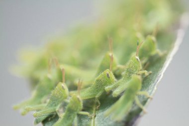 Yaprağın üzerinde çekirge dolu, doğa kavramı.