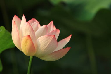 Nilüfer çiçeği ya da sulu çiçek gölette, sai kung, hk