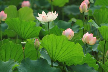 Nilüfer çiçeği ya da sulu çiçek gölette, sai kung, hk